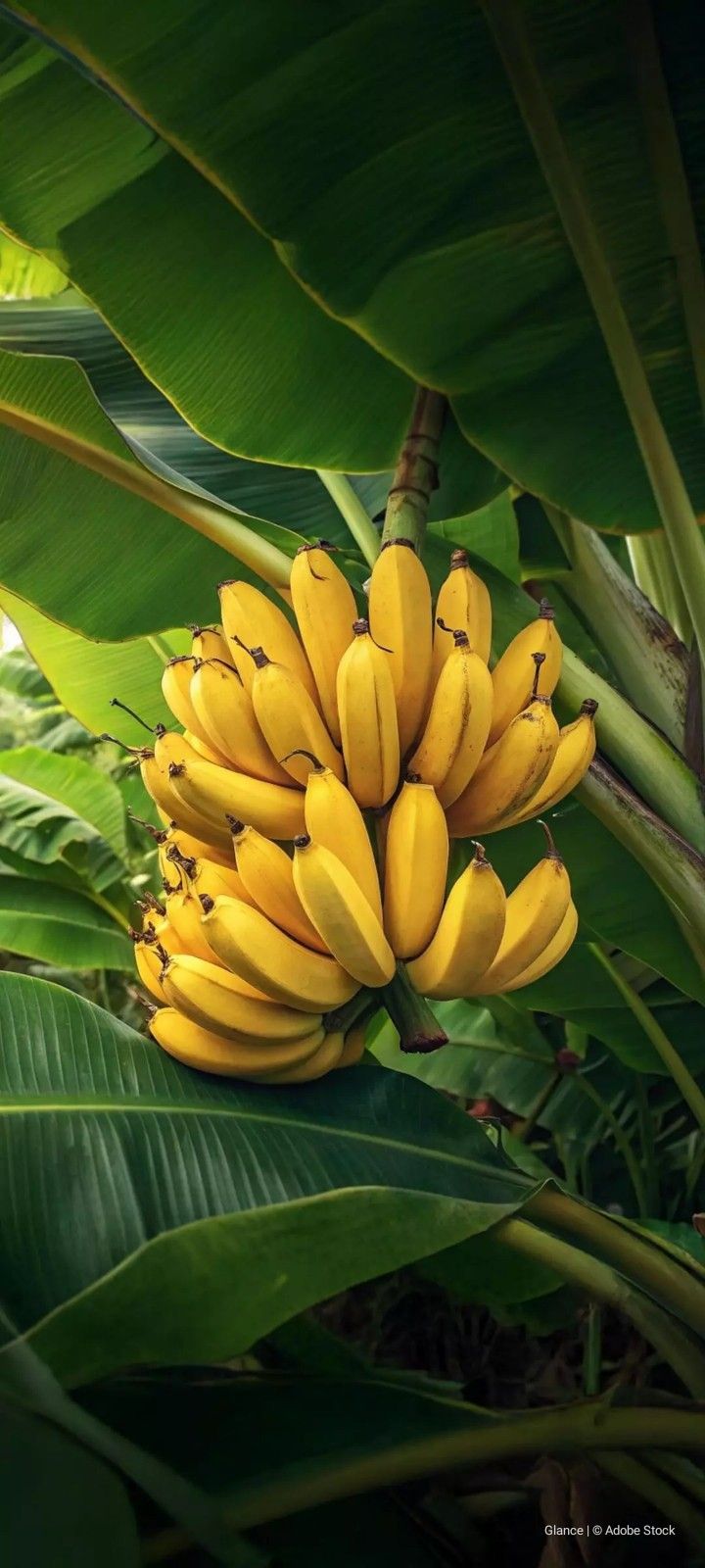 Banana Plants — Browse 5 varieties